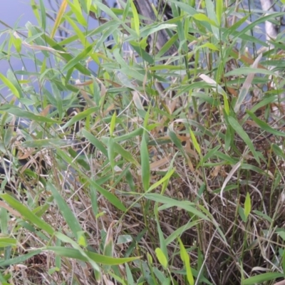 Isachne globosa (Swamp Millet) at Bonython, ACT - 26 Mar 2015 by MichaelBedingfield