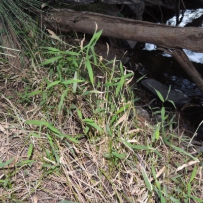 Isachne globosa (Swamp Millet) at Bonython, ACT - 26 Mar 2015 by MichaelBedingfield