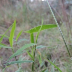 Isachne globosa at Bonython, ACT - 26 Mar 2015 07:21 PM