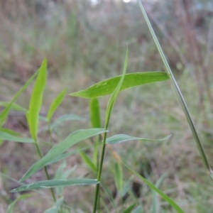 Isachne globosa at Bonython, ACT - 26 Mar 2015