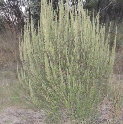 Bertya rosmarinifolia (Rosemary Bertya) at Bonython, ACT - 26 Mar 2015 by MichaelBedingfield