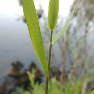 Isachne globosa at Greenway, ACT - 24 Mar 2015