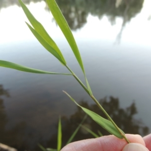 Isachne globosa at Greenway, ACT - 24 Mar 2015