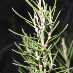 Bertya rosmarinifolia (Rosemary Bertya) at Greenway, ACT - 24 Mar 2015 by MichaelBedingfield