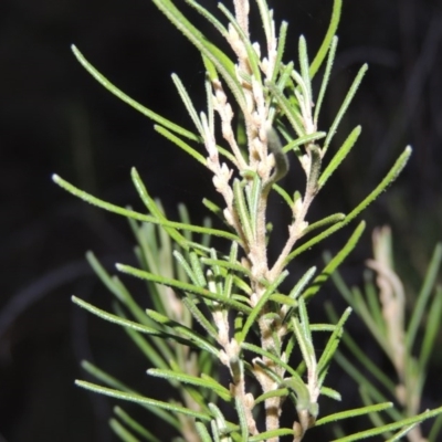 Bertya rosmarinifolia (Rosemary Bertya) at Greenway, ACT - 23 Mar 2015 by michaelb