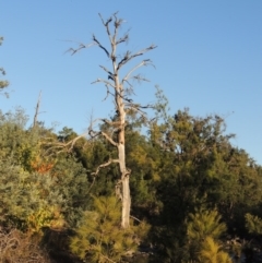 Casuarina cunninghamiana subsp. cunninghamiana (River She-Oak, River Oak) at Bonython, ACT - 26 Mar 2015 by MichaelBedingfield