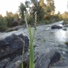 Paspalum distichum (Water Couch) at Pine Island to Point Hut - 26 Mar 2015 by michaelb