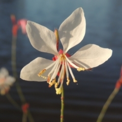 Oenothera lindheimeri (Clockweed) at Stranger Pond - 28 Mar 2015 by michaelb