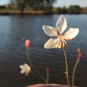 Oenothera lindheimeri at Bonython, ACT - 28 Mar 2015 06:11 PM