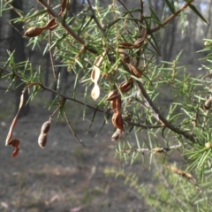 Acacia ulicifolia (Prickly Moses) at Majura, ACT - 29 Mar 2015 by SilkeSma