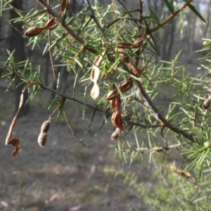 Acacia ulicifolia at Majura, ACT - 29 Mar 2015