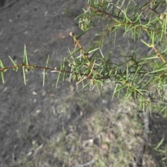 Acacia ulicifolia at Majura, ACT - 29 Mar 2015