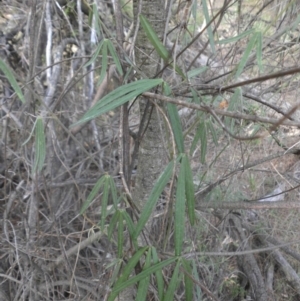 Glycine clandestina at Majura, ACT - 29 Mar 2015