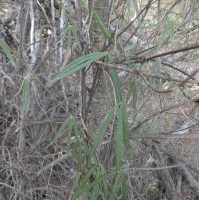 Glycine clandestina (Twining Glycine) at Mount Ainslie - 28 Mar 2015 by SilkeSma