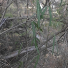 Glycine clandestina at Majura, ACT - 29 Mar 2015