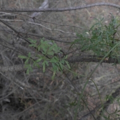 Clematis leptophylla (Small-leaf Clematis, Old Man's Beard) at Majura, ACT - 29 Mar 2015 by SilkeSma