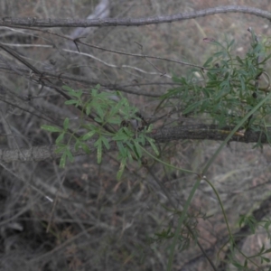 Clematis leptophylla at Majura, ACT - 29 Mar 2015 09:06 AM