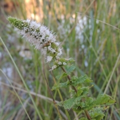 Mentha spicata (Garden Mint) at Stranger Pond - 28 Mar 2015 by michaelb