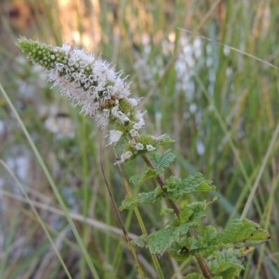 Mentha spicata (Garden Mint) at Bonython, ACT - 28 Mar 2015 by michaelb