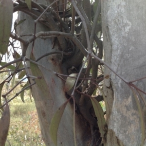 Muellerina eucalyptoides at Chifley, ACT - 21 Mar 2015