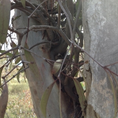 Muellerina eucalyptoides (Creeping Mistletoe) at Chifley, ACT - 21 Mar 2015 by George