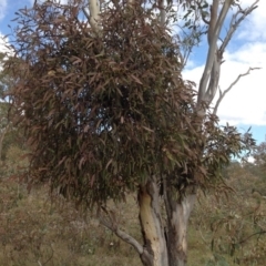 Muellerina eucalyptoides at Chifley, ACT - 21 Mar 2015