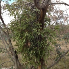 Muellerina eucalyptoides at Chifley, ACT - 21 Mar 2015