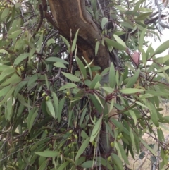 Muellerina eucalyptoides at Chifley, ACT - 21 Mar 2015