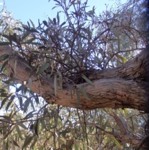 Muellerina eucalyptoides at Chifley, ACT - 21 Mar 2015