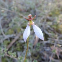 Eriochilus cucullatus (Parson's Bands) at Queanbeyan West, NSW - 27 Mar 2015 by krea