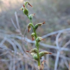 Corunastylis sp. (A Midge Orchid) at Queanbeyan West, NSW - 27 Mar 2015 by krea