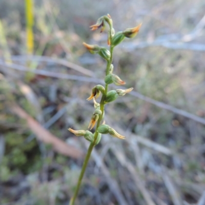 Corunastylis sp. (A Midge Orchid) at Queanbeyan West, NSW - 28 Mar 2015 by krea