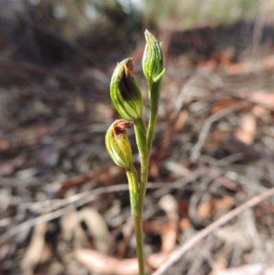 Speculantha rubescens (Blushing Tiny Greenhood) at QPRC LGA - 31 Mar 2015 by krea