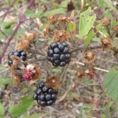 Rubus anglocandicans (Blackberry) at Mount Mugga Mugga - 31 Mar 2015 by Mike