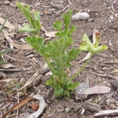 Cucumis myriocarpus (Prickly Paddy Melon) at Mount Mugga Mugga - 31 Mar 2015 by Mike