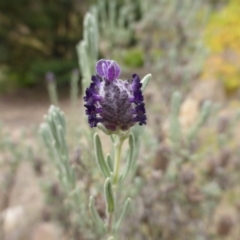 Lavandula stoechas (Spanish Lavender or Topped Lavender) at O'Malley, ACT - 1 Apr 2015 by Mike