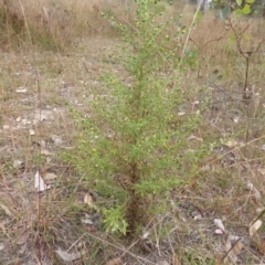 Dittrichia graveolens (Stinkwort) at Mount Mugga Mugga - 31 Mar 2015 by Mike