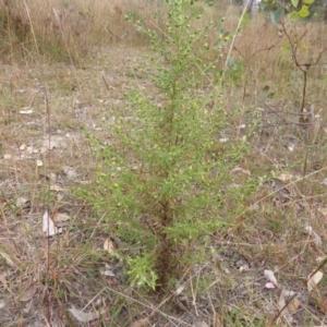 Dittrichia graveolens at O'Malley, ACT - 1 Apr 2015