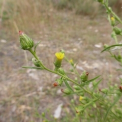 Dittrichia graveolens at O'Malley, ACT - 1 Apr 2015