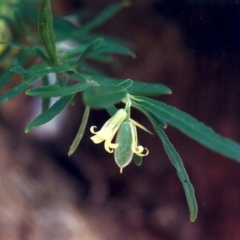 Billardiera scandens (Hairy Apple Berry) at Rob Roy Range - 20 Dec 2000 by michaelb