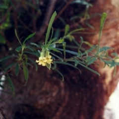 Billardiera scandens at Conder, ACT - 21 Dec 2000