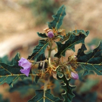 Solanum cinereum (Narrawa Burr) at Cooleman Ridge - 30 Jan 2010 by michaelb
