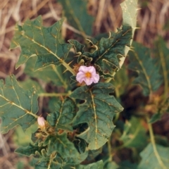 Solanum cinereum at Chapman, ACT - 31 Jan 2010