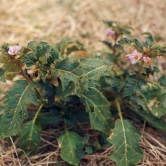 Solanum cinereum at Chapman, ACT - 31 Jan 2010