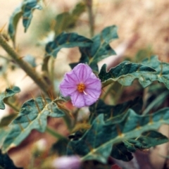 Solanum cinereum (Narrawa Burr) at Conder, ACT - 28 Mar 2010 by michaelb