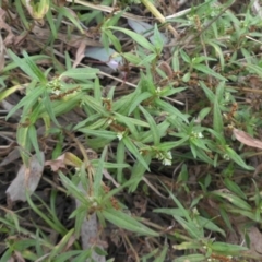 Persicaria prostrata (Creeping Knotweed) at Mount Ainslie - 3 Apr 2015 by SilkeSma