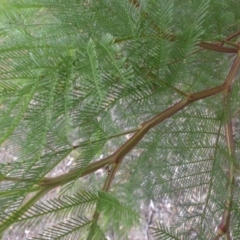Acacia decurrens (Green Wattle) at Majura, ACT - 3 Apr 2015 by SilkeSma
