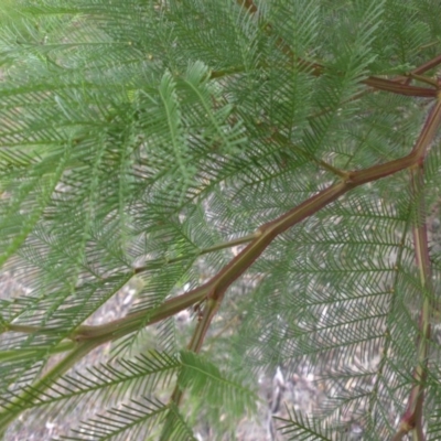 Acacia decurrens (Green Wattle) at Mount Ainslie - 3 Apr 2015 by SilkeSma