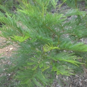 Acacia decurrens at Majura, ACT - 3 Apr 2015