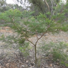 Acacia decurrens at Majura, ACT - 3 Apr 2015